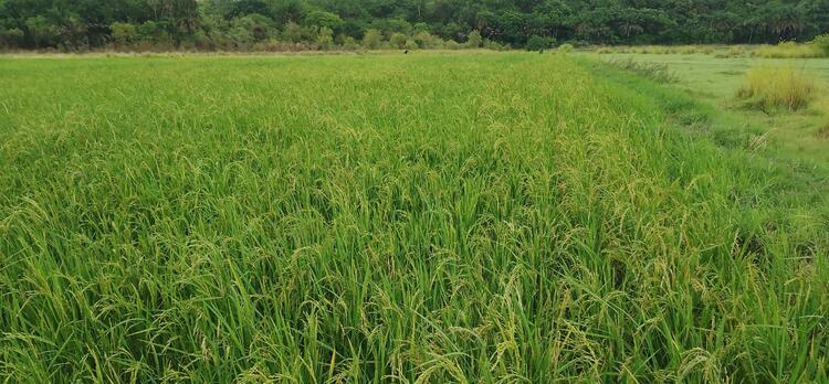arroz